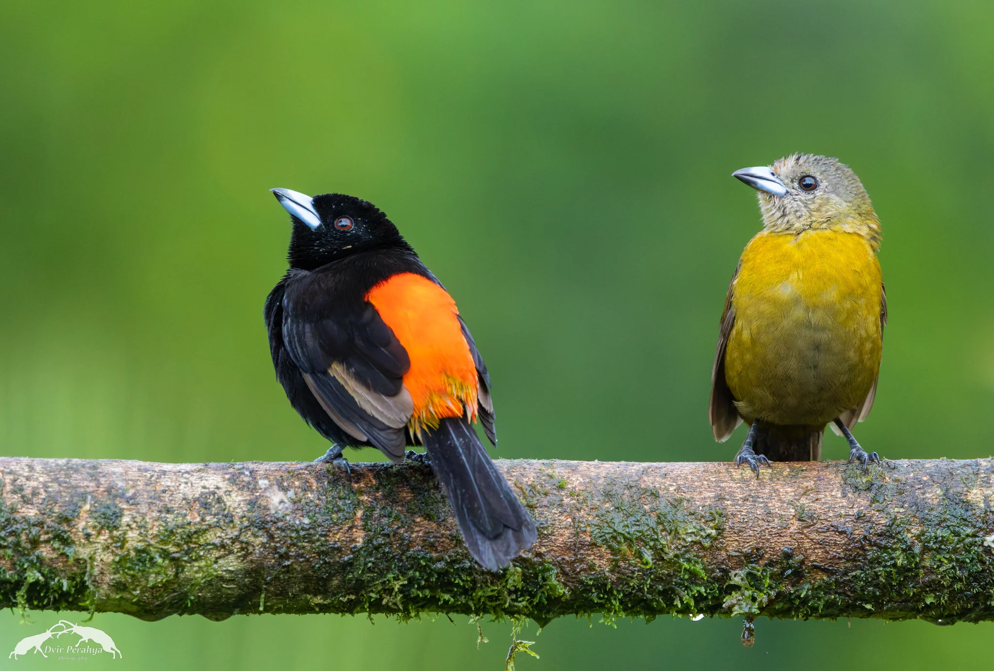 Costa Rica Wildlife